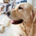 Selecting the Best HVAC Air Filters for Home With Pets