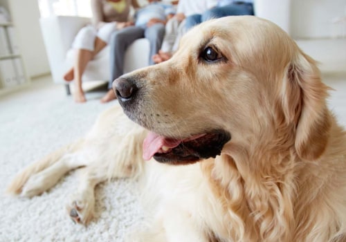 Selecting the Best HVAC Air Filters for Home With Pets